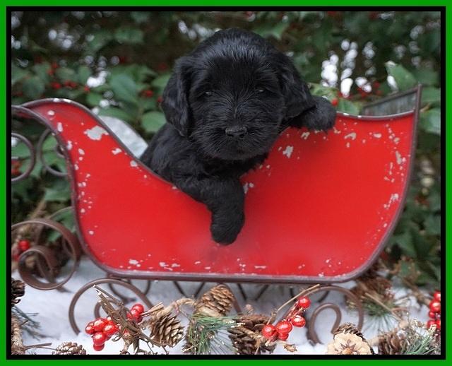 Raven Hawk pups 4 wks old 271