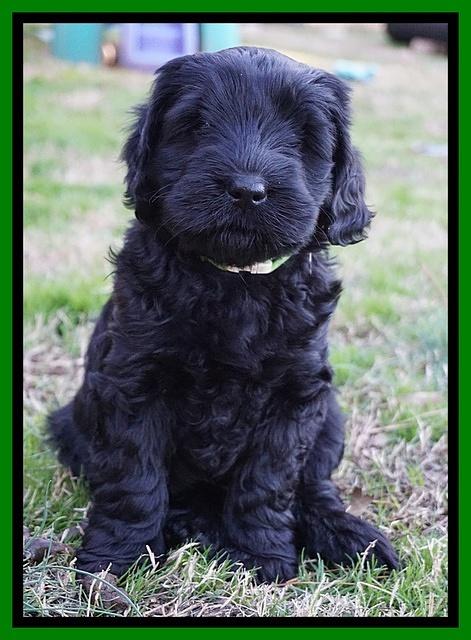 Raven Hawk pups 7 wks old 231
