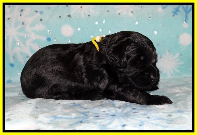 Raven Hawk pups 2 wks old 161