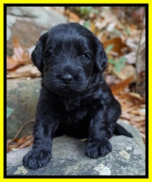 Raven Hawk pups 3 wks old 361