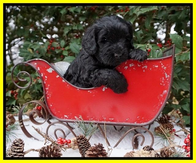 Raven Hawk pups 4 wks old 221