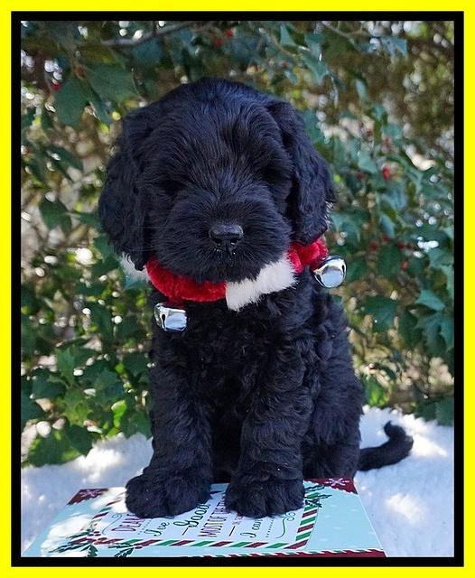 Raven Hawk pups 6 wks old 321