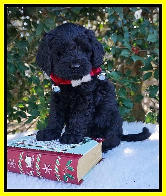 Raven Hawk pups 6 wks old 331