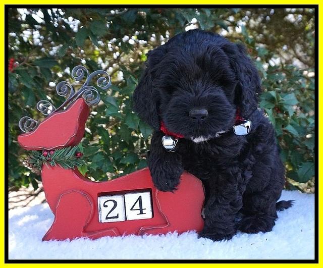 Raven Hawk pups 6 wks old 341