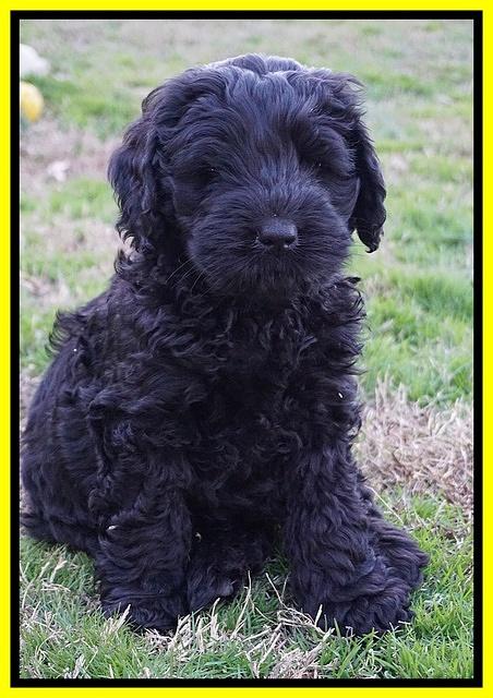 Raven Hawk pups 7 wks old 241