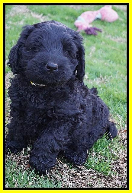 Raven Hawk pups 7 wks old 34100