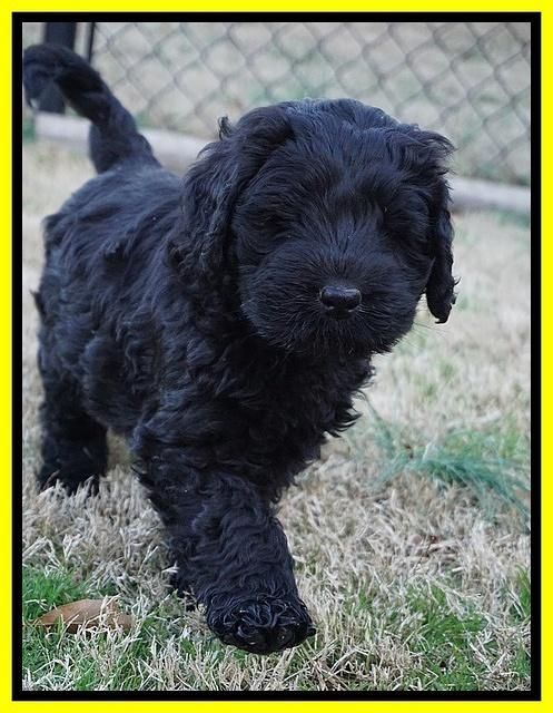 Raven Hawk pups 7 wks old 35100
