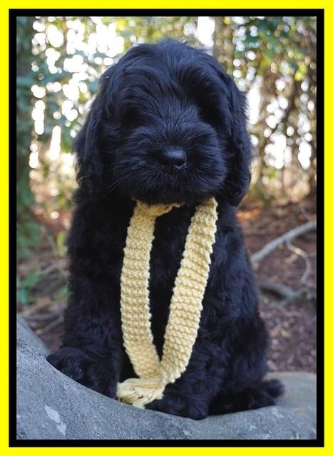 Raven Hawk pups 8 wks old 51