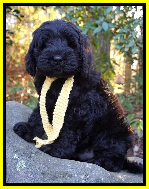 Raven Hawk pups 8 wks old 61