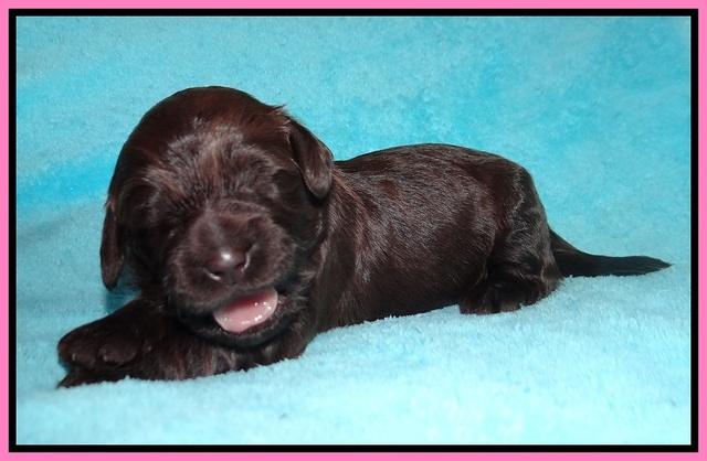 RAven Hawk pups 1 wk old 41