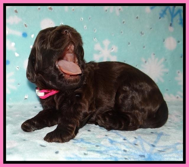 Raven Hawk pups 2 wks old 21