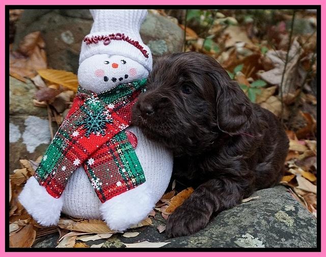 Raven Hawk pups 3 wks old 21