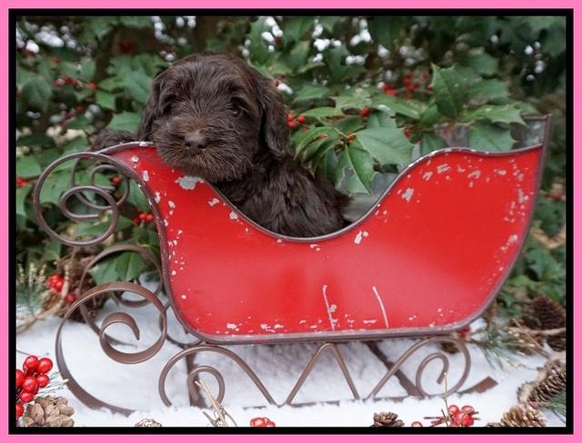 Raven Hawk pups 4 wks old 31