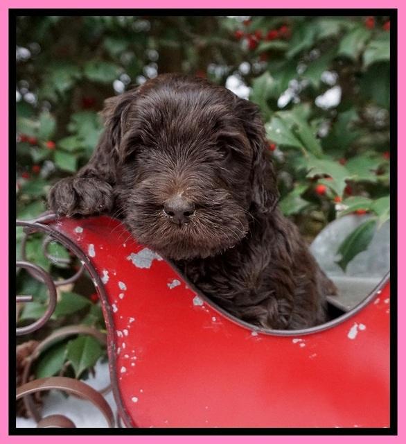 Raven Hawk pups 4 wks old 41
