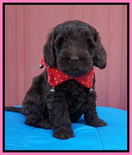 Raven Hawk pups 5 wks old 31