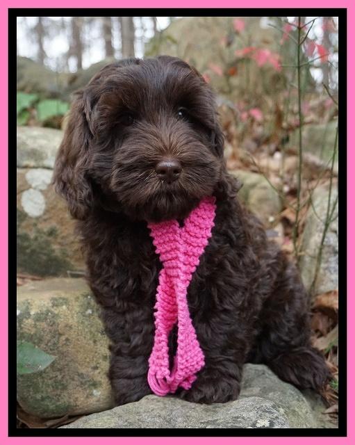 Raven Hawk pups 8 wks old 11531