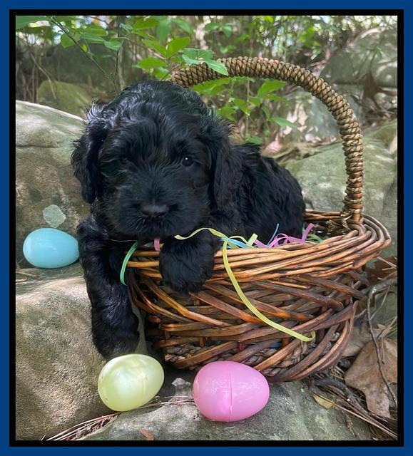 Raven Traveler pups 4 wks old 11