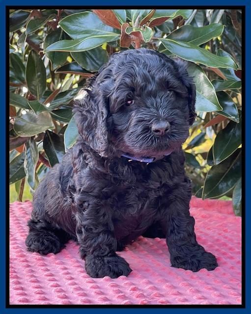Raven Traveler pups 5 weeks old 41
