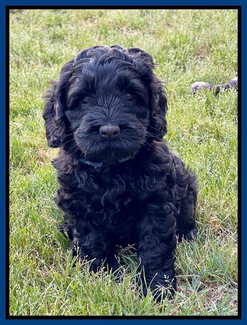 Raven Traveler pups 6 weeks old 11