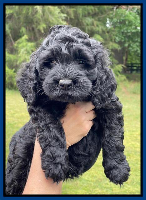 Raven and Traveler 7 wk old 31