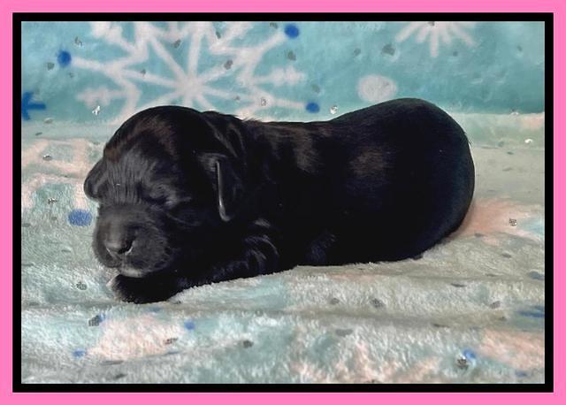 Raven Traveler pups 1 week pics61