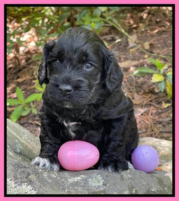 Raven Traveler pups 4 wks old 111