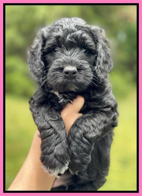 Raven and Traveler 7 wk old 71