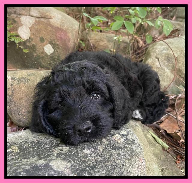 Raven traveler 8 wks old 361