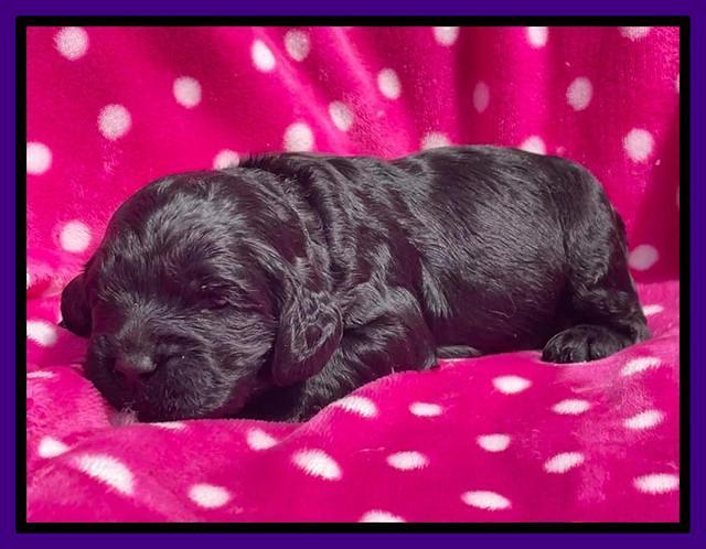 Raven Traveler pups 2 wks old 81