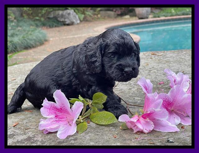 Raven Traveler pups 3 wks old 101