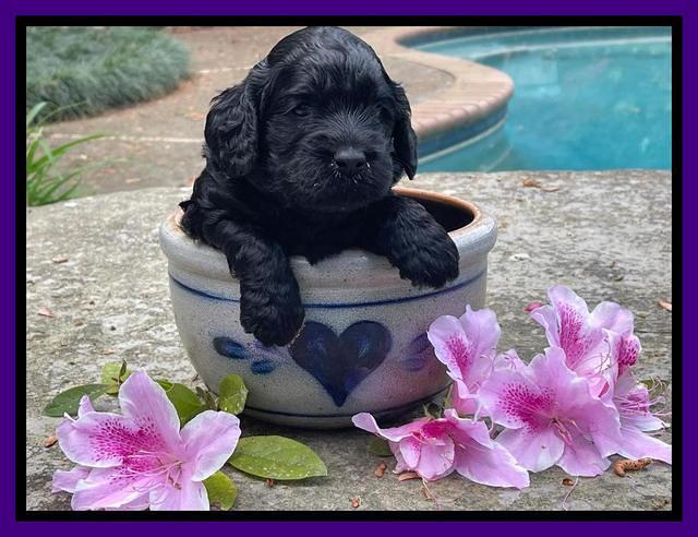 Raven Traveler pups 3 wks old 111