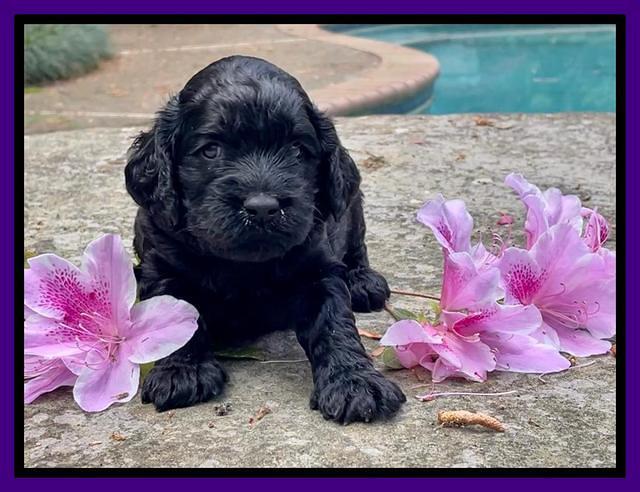 Raven Traveler pups 3 wks old 91