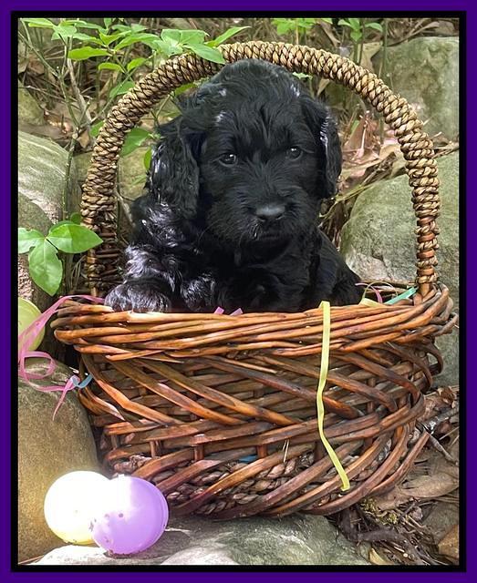 Raven Traveler pups 4 wks old 131