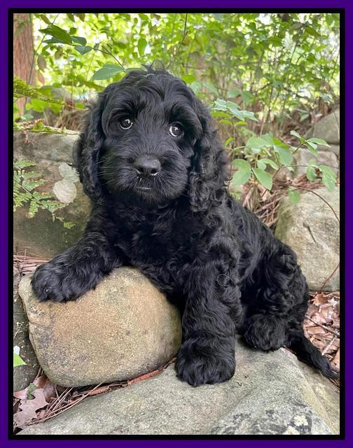 Raven traveler 8 wks old 281