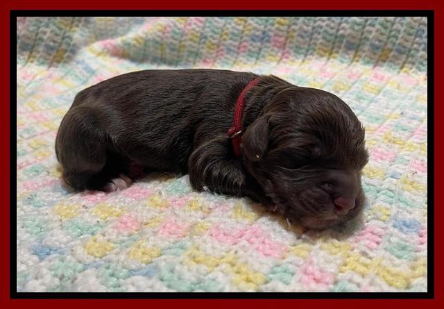 Raven Traveler Newborn 151