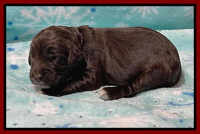Raven Traveler pups 1 week pics91