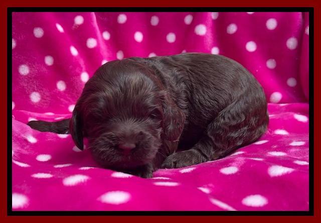 Raven Traveler pups 2 wks old 231