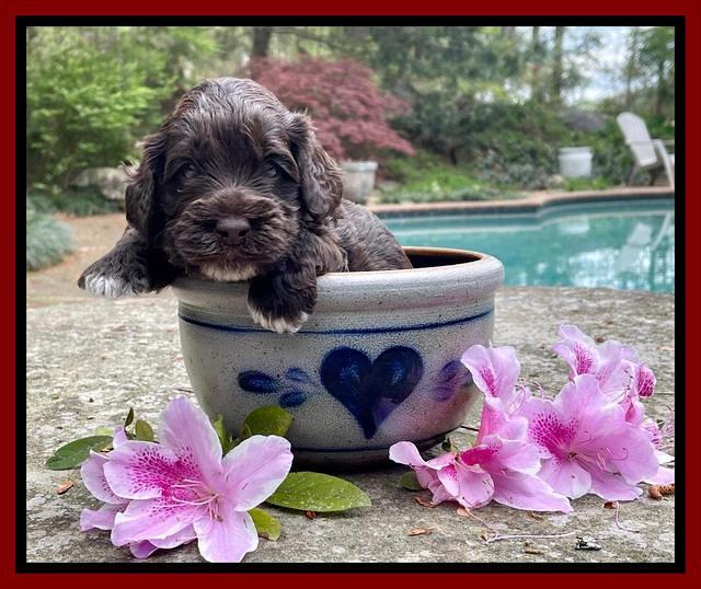 Raven Traveler pups 3 wks old 141