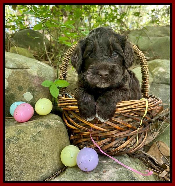 Raven Traveler pups 4 wks old 181