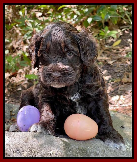 Raven Traveler pups 4 wks old 191