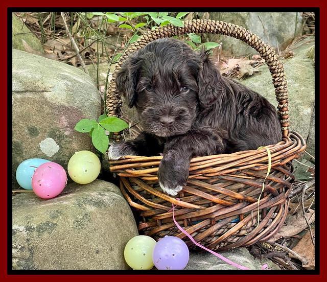 Raven Traveler pups 4 wks old 221