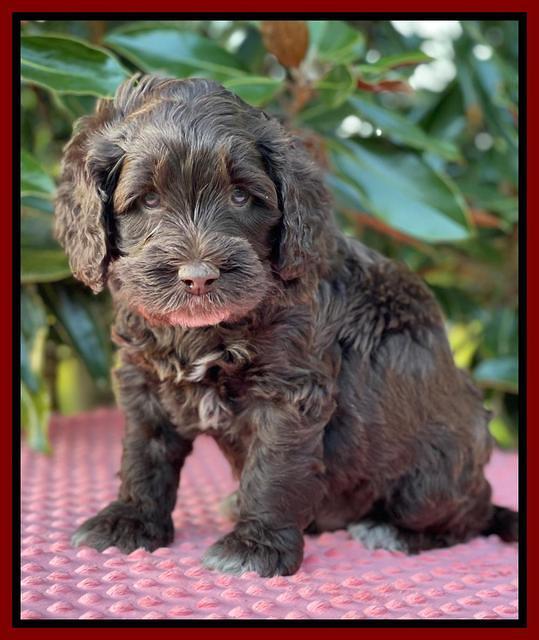 Raven Traveler pups 5 weeks old 191