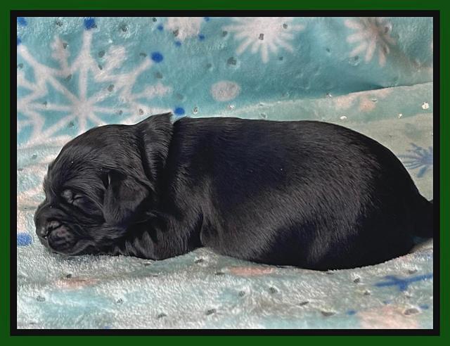 Raven Traveler pups 1 week pics101