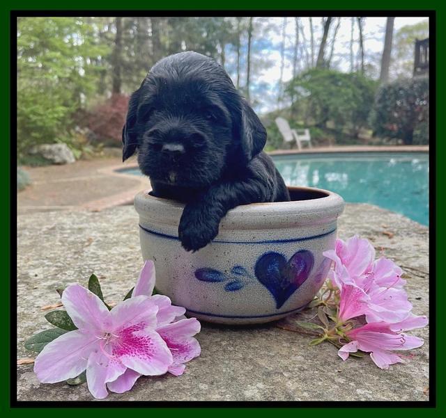 Raven Traveler pups 3 wks old 221