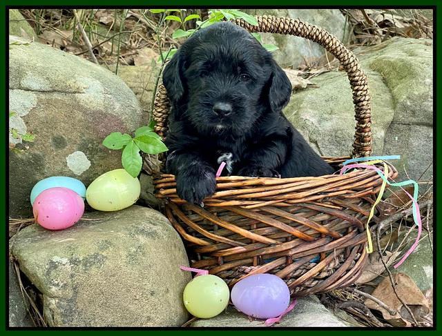 Raven Traveler pups 4 wks old 231