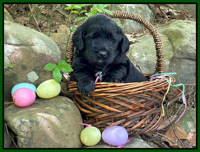 Raven Traveler pups 4 wks old 241