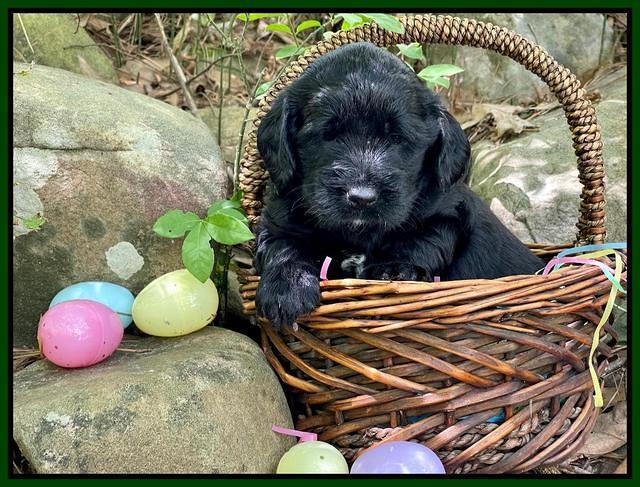 Raven Traveler pups 4 wks old 261