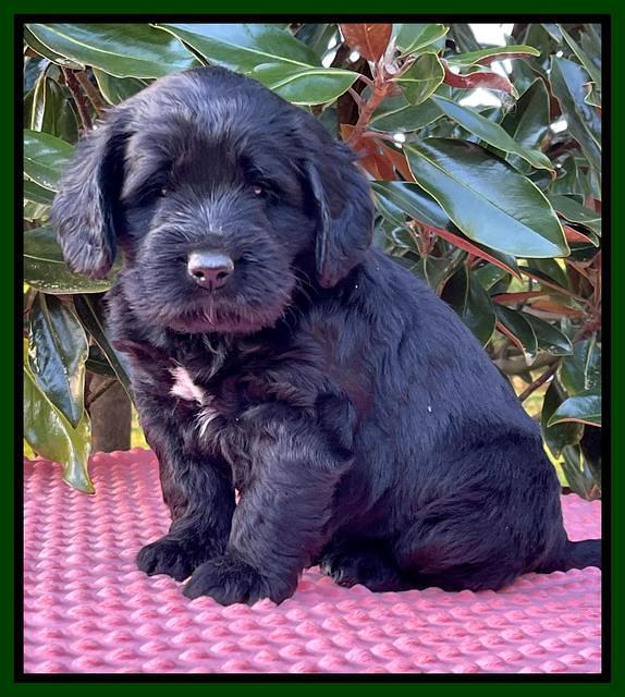 Raven Traveler pups 5 weeks old 201