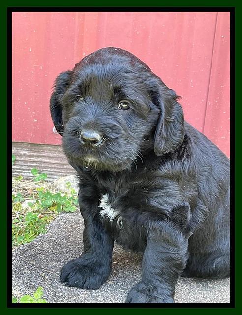Raven Traveler pups 5 weeks old 221