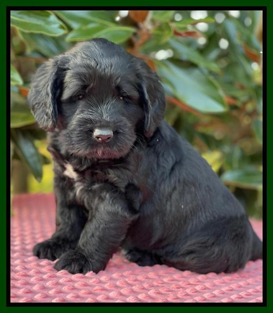Raven Traveler pups 5 weeks old 241
